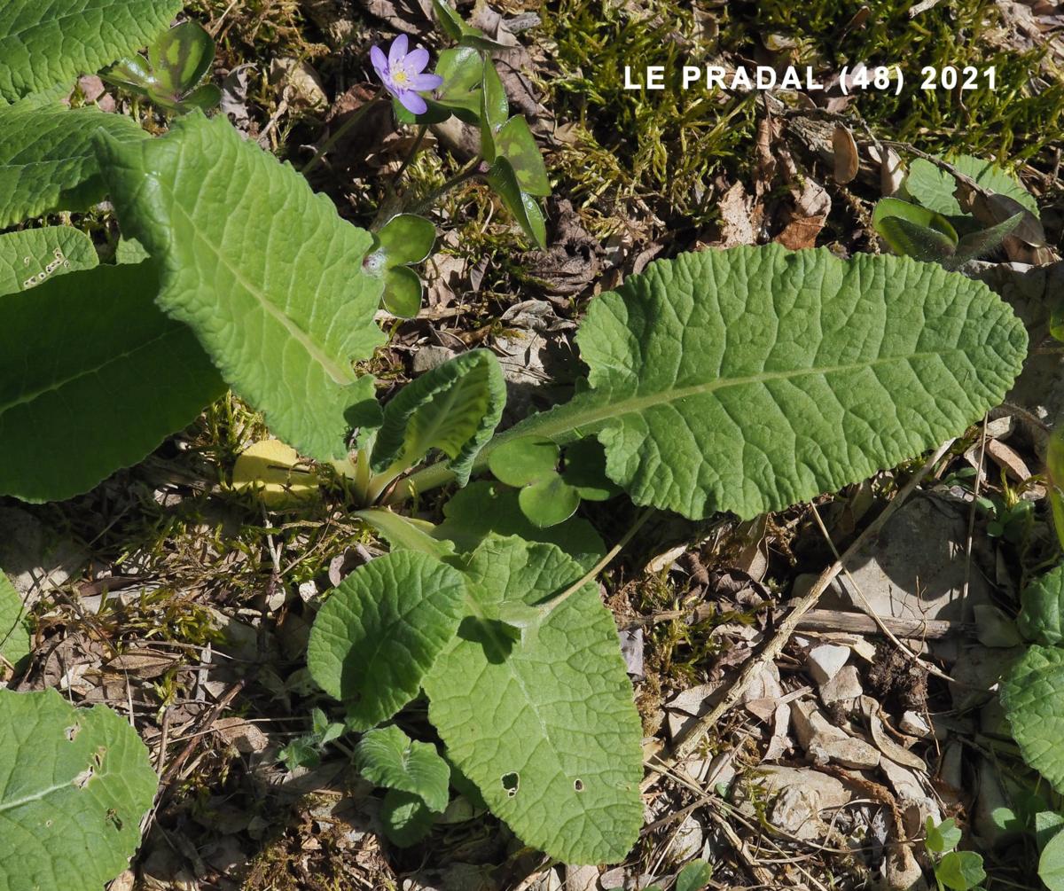 Cowslip leaf